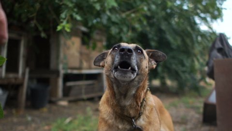 Dog With Black Spot On Stock Footage Video 100 Royalty Free 1027703402 Shutterstock