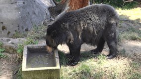 4K video of an American Black Bear drinking water to cool off from the summer heat.