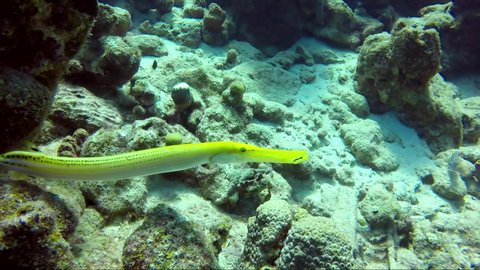 Yellow Trumpetfish, Aulostomus chinensis closeup