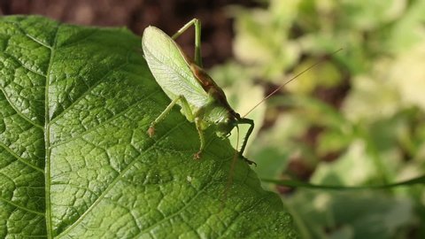 Grasshopper Great green bush-cricket (Tettigonia viridissima) male sitting on a green leaf close-up