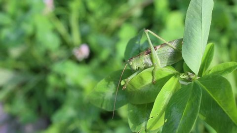Grasshopper Great green bush-cricket (Tettigonia viridissima) male is on a green sprig of clover, which fluctuates under gusts of wind
