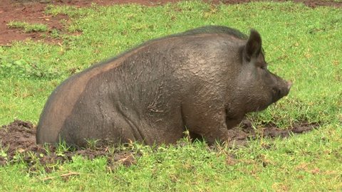 Pot-bellied pig rolling around in the mud