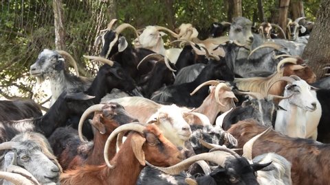 Goat herd with more than one hundred animals at the feeding place under trees. The goats and females are scrambling for a place on the feed trough. 