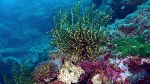 Sea lily plant undewater undewater on seabed in marine life of Philippine Sea. Macro relaxing video about coral reef and wildlife in undewater sea and ocean life.