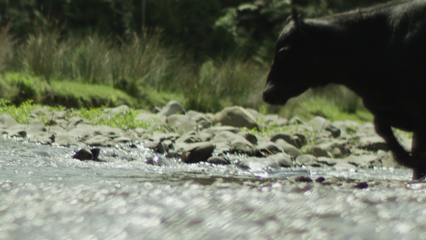 Healthy black bulls of the Aberdeen-Angus breed cross the river during pasture on a warm summer day. The concept of meat production on the farm. Slow Motion. RED Dragon 6K S35