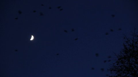 Dark silhouettes flock of birds in night sky against half moon