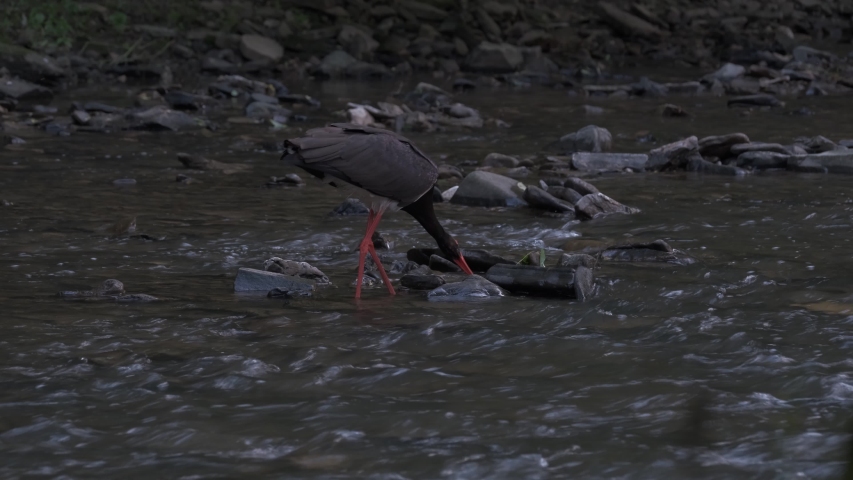 Black stork is crossing the river looking for the feed.