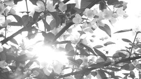 Beautiful spring sunny nature. Closeup view of blooming branches of jasmine tree isolated on blue sky background. Black and white real time 4k video footage.