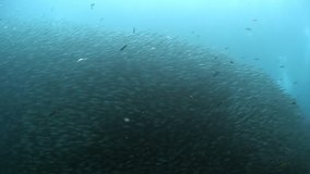 Movement of school of fish underwater. Group fish of one species in underwater marine life world of Philippine Sea. Concept of schooling behavior of fish and underwater wildlife.