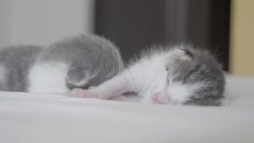 funny video two pets cute newborn kittens sleep teamwork on the bed. pets concept pets concept. little cats striped sleep on a friendship and love white background lifestyle