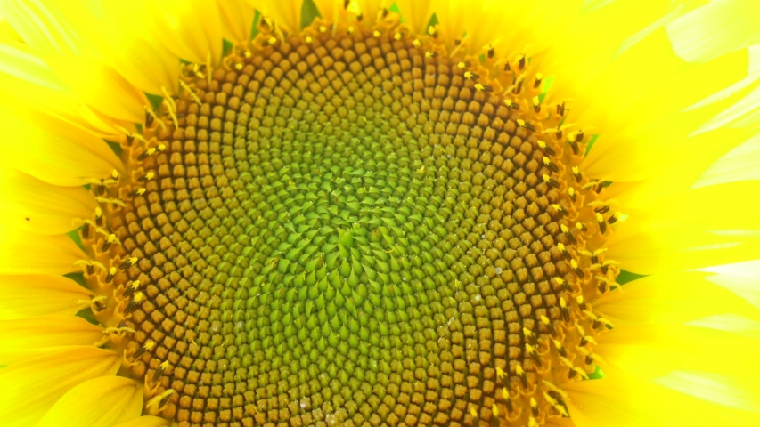 Blooming sunflower field general view. | Shutterstock HD Video #1034341169