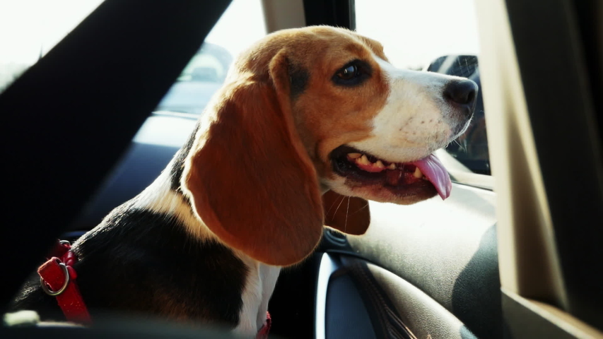 Beautiful beagle dog sitting in the car and looks to the window on a trip, travel with animal | Shutterstock HD Video #1034341511