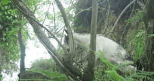 White baby goat tries to climb on a tree on a misty morning in Galicia. Close by the ocean.