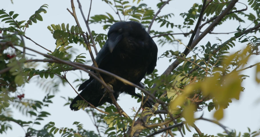 A curious raven perched on a branch in a tree surrounded by green leaves.
