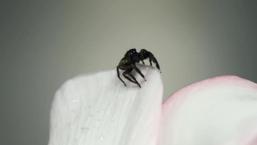 Black spider with blue eyes grasping with front legs, macro locked off