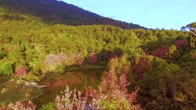 The colours of the forest in nature. Shooting video by drone.