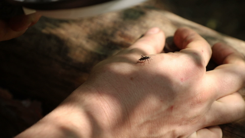 The entomologist examines with a magnifying glass a small black beetle standing on his arm, close-up