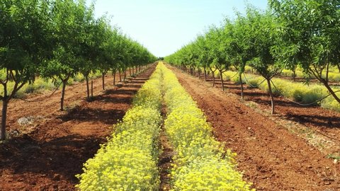 Long alley of green almond trees on an almonds plantation with yellow immortelle, sunny summar day, Dalmatia, Croatia, slow drone rising flight over raws
