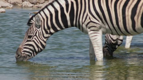 zebras drink water . South Africa, Namibia.