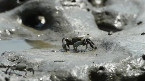 The Fiddler crabs or Ghost crabs Walking along the beach and eat dead plants and animals. at Laem Phak Bia, Gulf of Thailand, Phetchaburi, Thailand. 