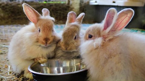 Three Adorable fluffy bunny rabbits eating out of same silver bowl at the country fair