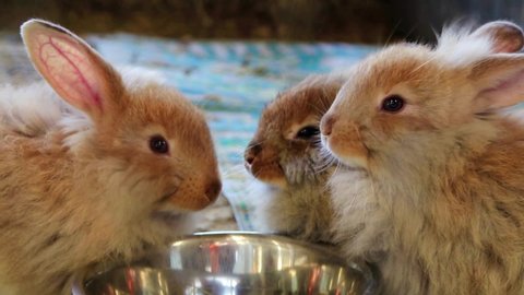 Adorable fluffy bunny rabbits eating out of same silver bowl at the country fair