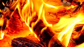 Fire with burning wood logs on a campfire close up video in 4K.