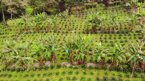 Jardín, Colombia. Panoramic View of the Fields Planted with Banana and Coffee.