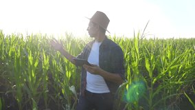smart farming slow motion video concept. man agronomist holds tablet touch pad computer lifestyle in the corn field is studying and examining crops before harvesting. Agribusiness concept. male farmer