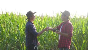 teamwork smart farming husbandry concept slow motion video. two men agronomist two farmers victory shake hands teamwork business success agriculture in the corn field is studying and examining crops