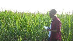 smart farming concept. man slow motion video agronomist holds tablet touch pad computer in the corn field is studying and examining crops before harvesting. Agribusiness concept. male farmer orking