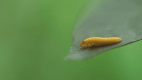 A tiny yellow caterpillar on a leaf, is seen through its transparent skin. Macro video