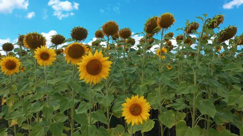 Beautiful Summer Sunflowers Field Background
