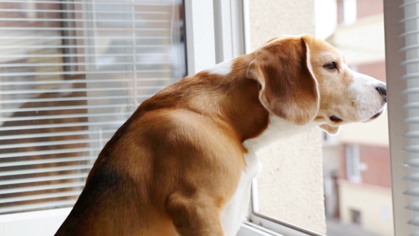 Curious beagle sitting on windowsill and looking out window sniffing Royalty-Free Stock Footage #1034399090