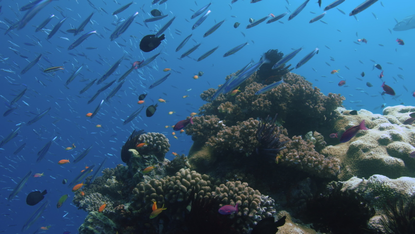 Purple and Orange Anthias drift in the current Next to Gorgeous Coral Bommie. Great Barrier Reef. Australia. Slow motion. Shot with RED Camera. POV Shot. Royalty-Free Stock Footage #1034407145