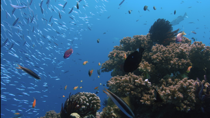 Purple and Orange Anthias drift in the current Next to Gorgeous Coral Bommie. Great Barrier Reef. Australia. Slow motion. Shot with RED Camera. POV Shot. | Shutterstock HD Video #1034407145