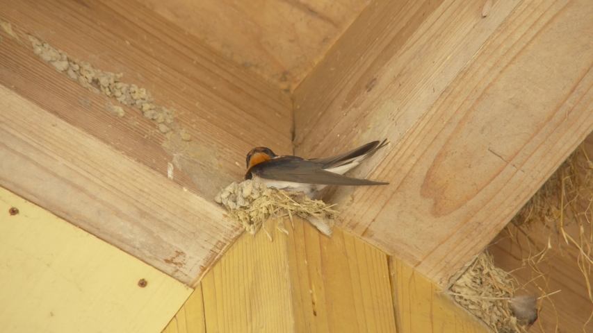 A swallow that makes a nest in a wooden building.