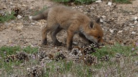 Red fox cub walking around, wildlife - vulpes vulpes - UHD/4K stock video
