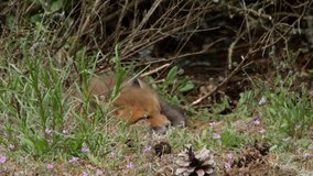 Fly disturbs sleeping red fox cub, wildlife - vulpes vulpes - UHD/4K stock video
