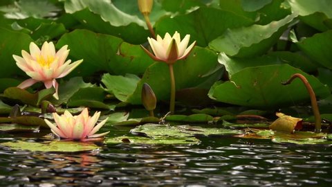 Lotus Flowers and Lily Pads on Lake Water