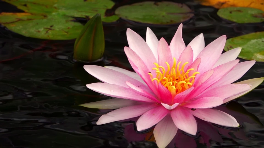 Lotus Flowers and Lily Pads Stock Footage Video (100% Royalty-free