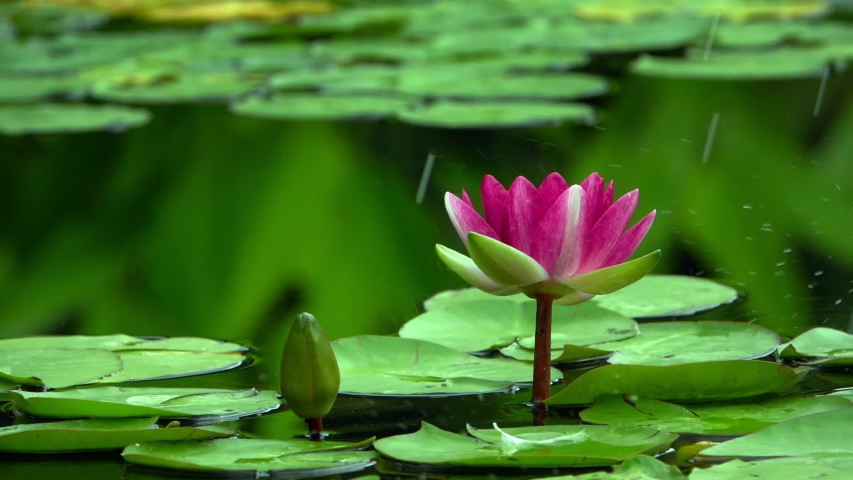 Lotus Flowers and Lily Pads on Lake Water
