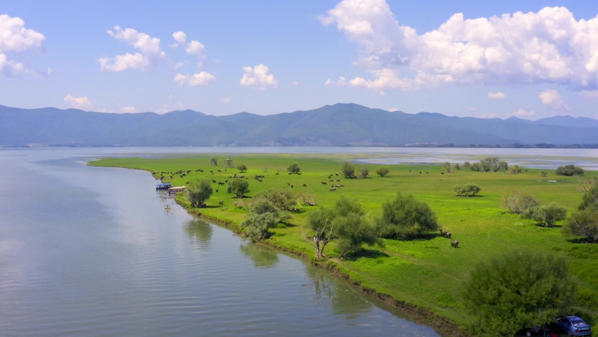 buffaloes graze on the banks of the river. Aerial. Buffalos eat grass by the river. Mountain landscape. Kerkini Lake. Greece