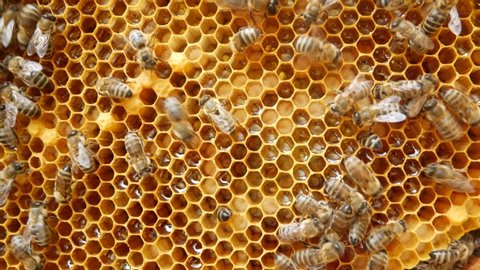 Bee apiary.  Macro shot of a bee frame.  The honey collected glistens in the combs.  Bees crawl along the honeycombs.  On the frame you can see several hundred with bee bread - this is food for bees.
