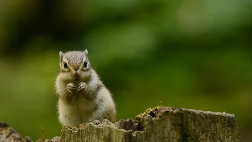 Siberian Chipmunk on a tree stump.