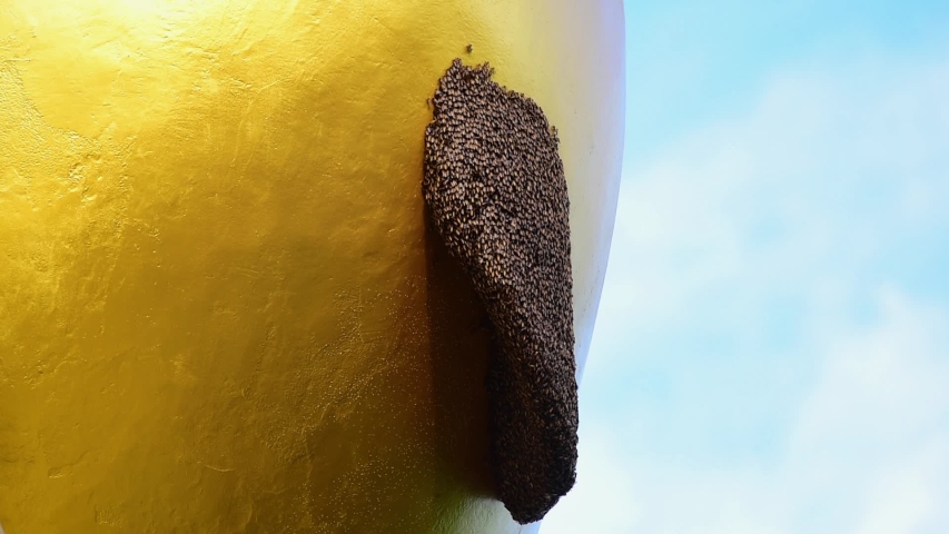 Beehive of honey bee close up with yellow background.