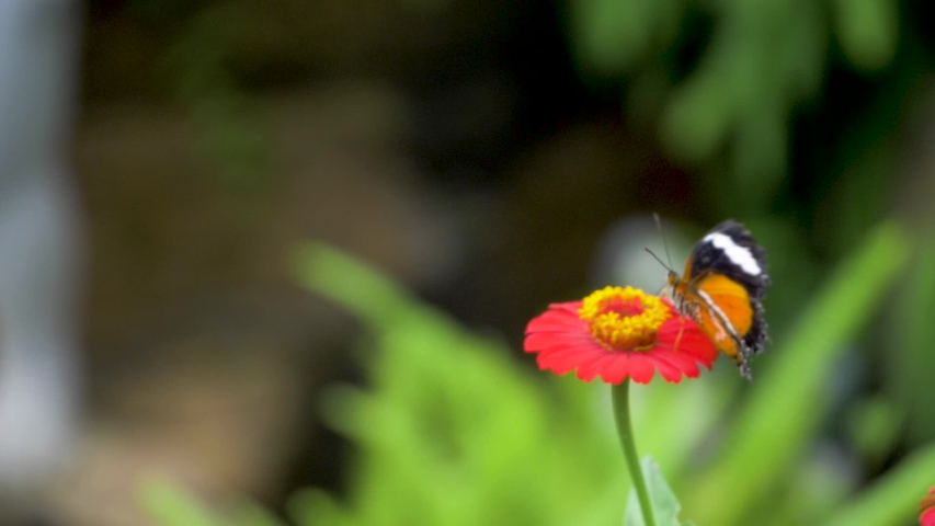 White stripe on orange and black wings of a small butterfly flapping slowly as it rests and feeds on a pink flower.