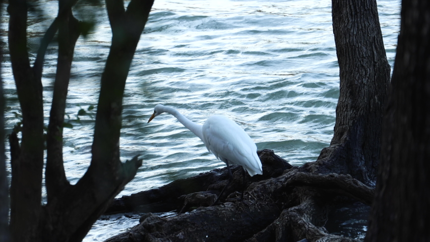 Great white egret stands on tree branches and leans out over water searching for fish.