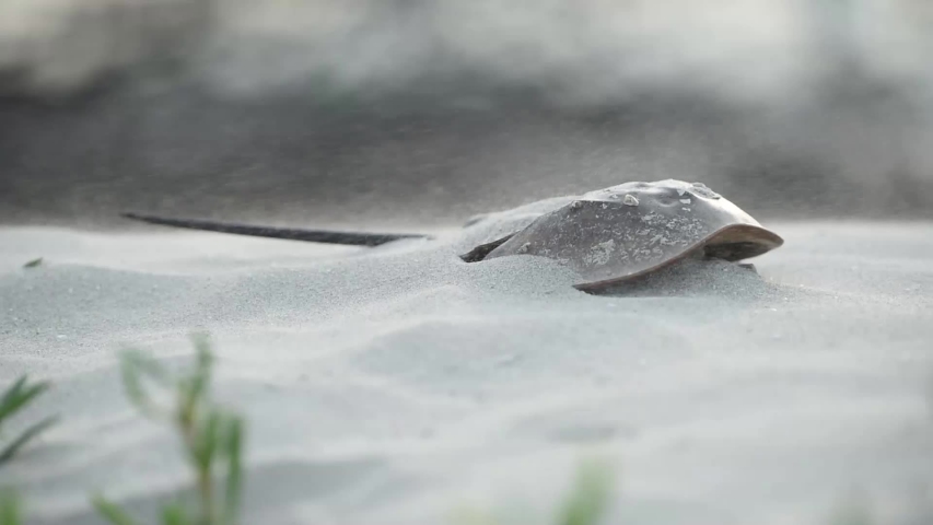 The horseshoe crab died on the beach. The wind blew sand into the dead horseshoe crab. at Laem Phak Bia, Gulf of Thailand, Phetchaburi, Thailand. 