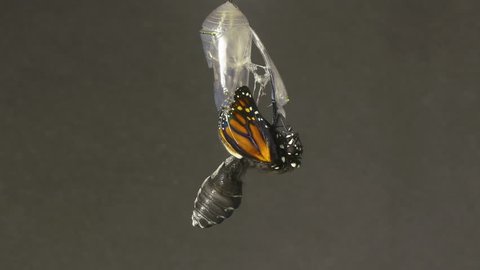 Monarch Butterfly Emerging from Chrysalis Speed Up. 4k